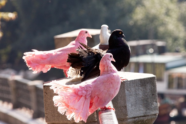 策略解读 策略解读