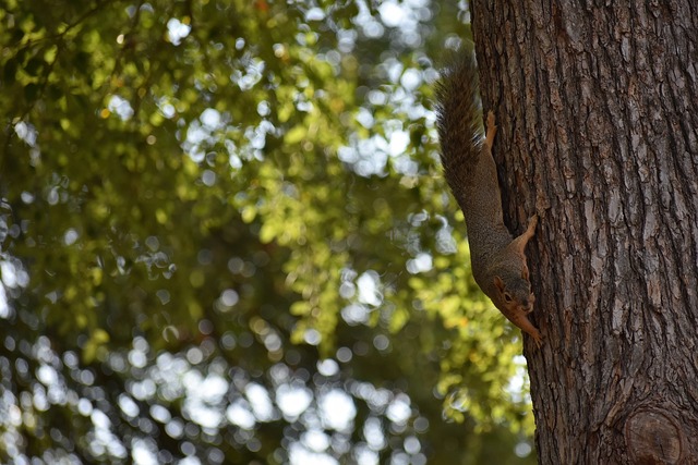 于成都的传 于成都的传
