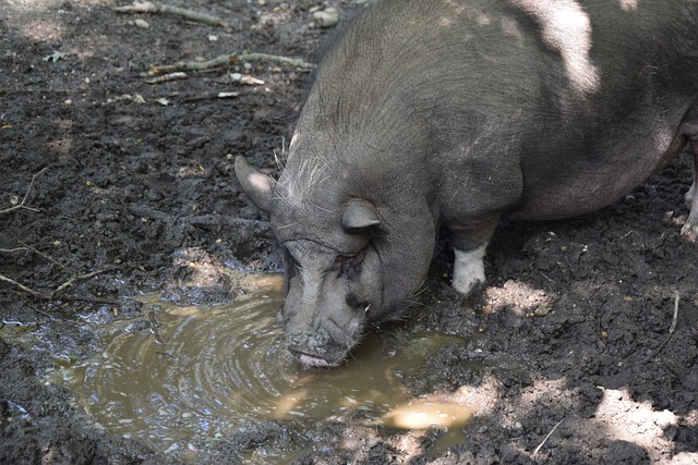 球员能力的 球员能力的